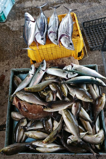 明神釣船 釣果