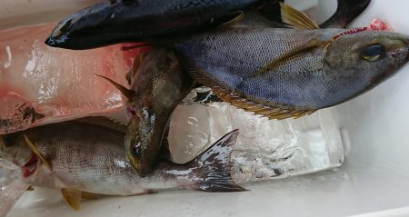 明神釣船 釣果