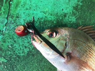 利弥丸（としやまる） 釣果