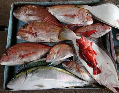 明神釣船 釣果