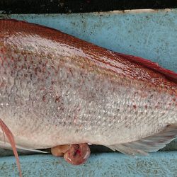 明神釣船 釣果