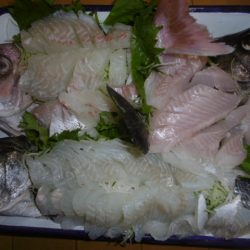 かもめ釣船 釣果