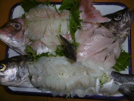 かもめ釣船 釣果