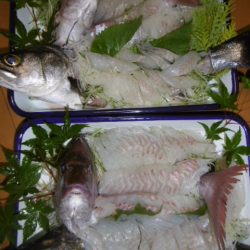 かもめ釣船 釣果