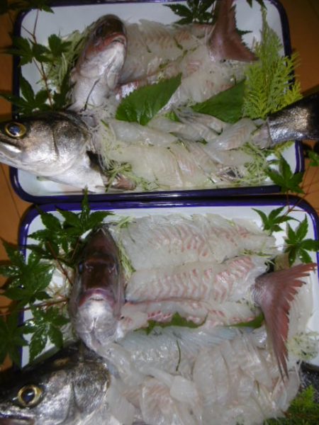 かもめ釣船 釣果