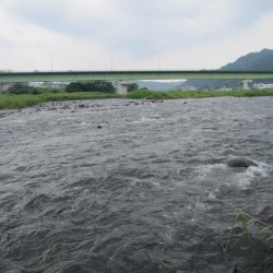 狩野川（狩野川漁業協同組合） 釣果