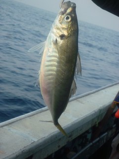 松福丸 釣果