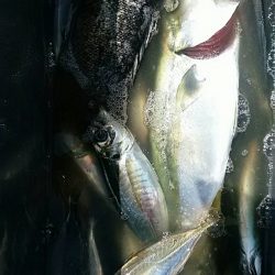 宝昌丸 釣果