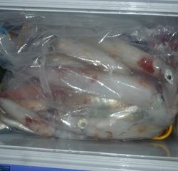 松福丸 釣果