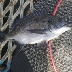 オリジナルメーカー海づり公園(市原市海づり施設) 釣果