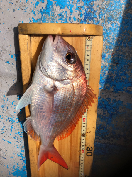 幸吉丸 釣果