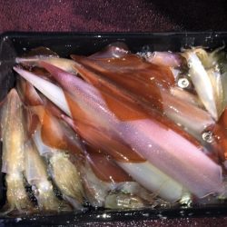 幸風（さちかぜ） 釣果