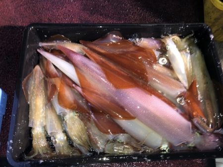 幸風（さちかぜ） 釣果