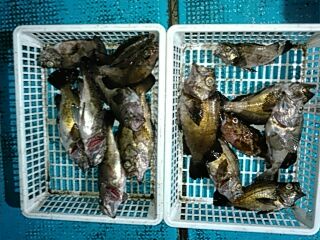 フィッシングガイド りょう 釣果