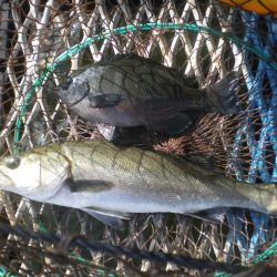 オリジナルメーカー海づり公園(市原市海づり施設) 釣果