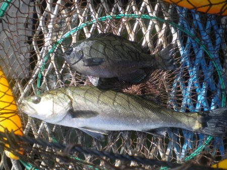 オリジナルメーカー海づり公園(市原市海づり施設) 釣果