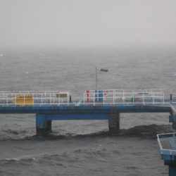 オリジナルメーカー海づり公園(市原市海づり施設) 釣果