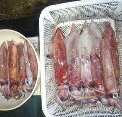 松福丸 釣果