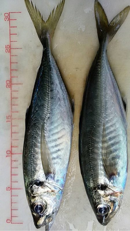 宝昌丸 釣果