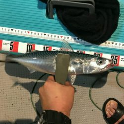 つれ鷹丸 釣果