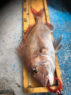 幸吉丸 釣果