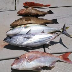 牛若丸 釣果