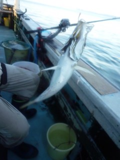 松福丸 釣果