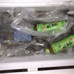 幸風（さちかぜ） 釣果