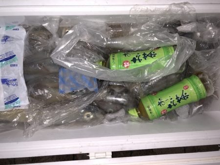 幸風（さちかぜ） 釣果