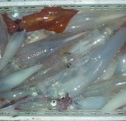 松福丸 釣果