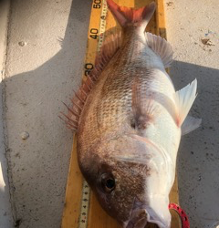 幸吉丸 釣果