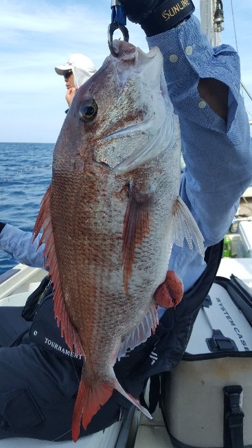 海峰 釣果