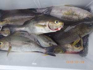 石川丸 釣果