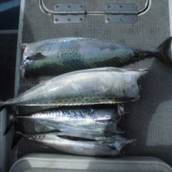 まとばや 釣果