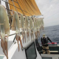 大進丸（愛知） 釣果