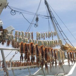 大進丸（愛知） 釣果