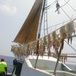 大進丸（愛知） 釣果