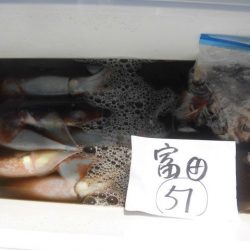 大進丸（愛知） 釣果