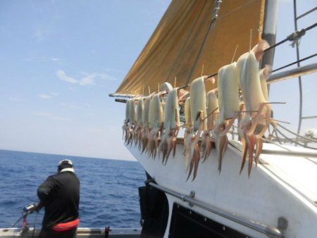 大進丸（愛知） 釣果