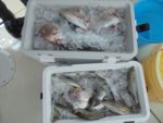 ＨＡＲＵＫＡ丸　はるかまる 釣果