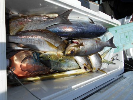 大進丸（愛知） 釣果