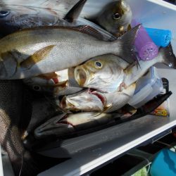 大進丸（愛知） 釣果