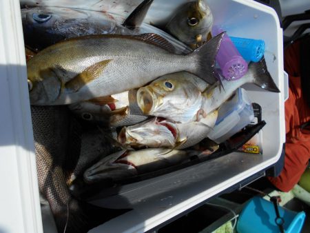 大進丸（愛知） 釣果