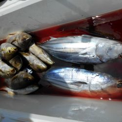 大進丸（愛知） 釣果