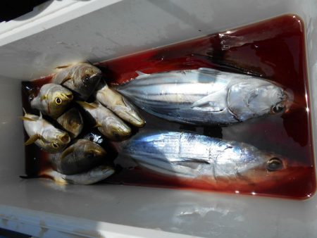 大進丸（愛知） 釣果