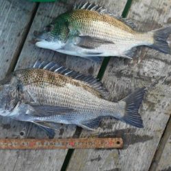 こかわ渡船　雅丸 釣果