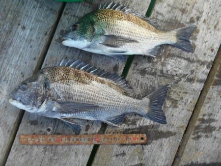 こかわ渡船　雅丸 釣果