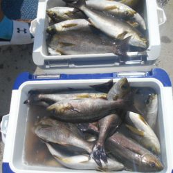 大進丸（愛知） 釣果