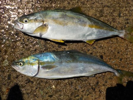 千鳥丸 釣果