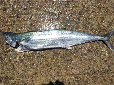 千鳥丸 釣果